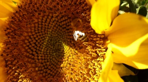 Bee on sunflower Stock Footage 44232375