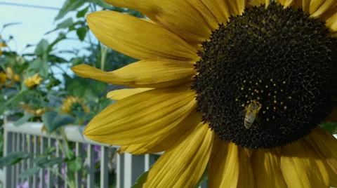 Bee in Sunflower Stock Footage 45485666