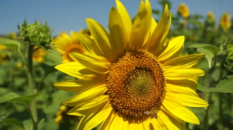 Bee on sunflower Stock Footage 46702493