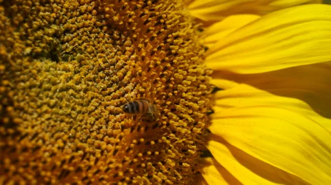 Bee on sunflower Stock Footage 46709155