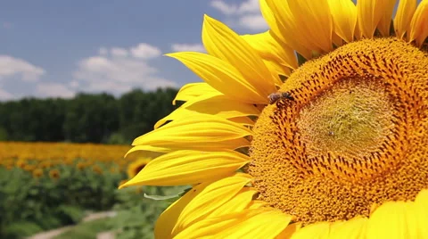 Bee on Sunflower Video stock 60007858