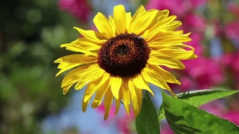 A bee on a sunflower Stock Footage 69102692