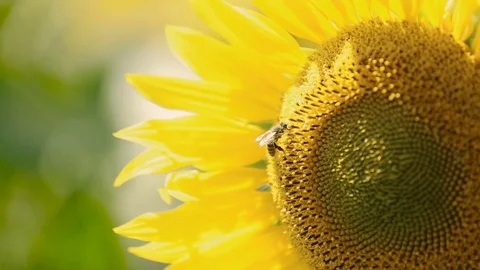 Bee On A Sunflower Video stock 78173168
