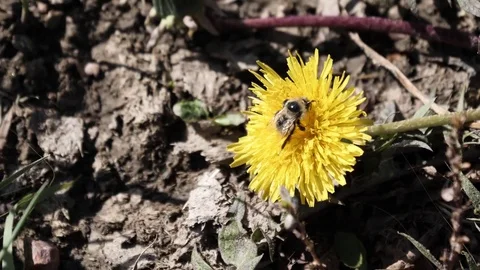 Bee on Sunflower Stock Footage 80441185