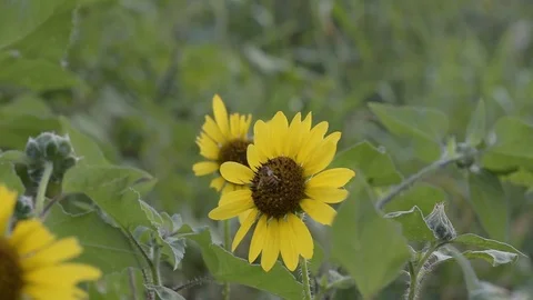 Bee on a sunflower Stock Footage
