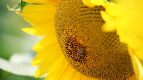 Bee on sunflower Stockbeeldmateriaal 91866321