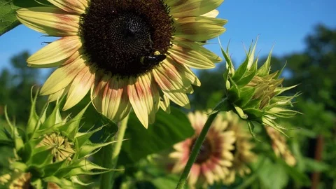 Bee on Sunflower Stock Footage 93802704