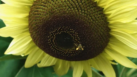 Bee With Sunflower Stock Footage 93816249