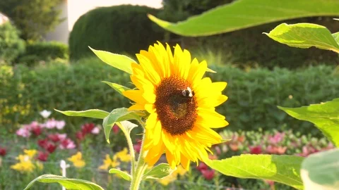 Bee on Sunflower Stock Footage 96844323