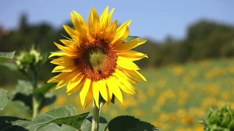 Bee on sunflower Stock Footage 99055884