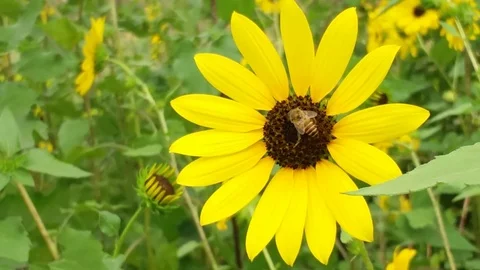 Bee on Sunflower Stock Footage 108621430
