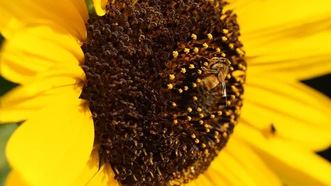 Bee on sunflower 스톡 동영상 115729027