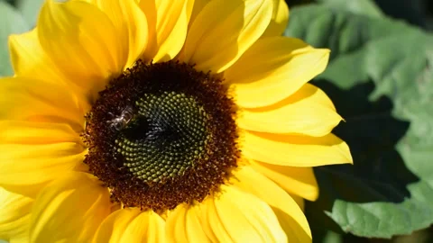 Bee on a sunflower Stock Footage 131130938