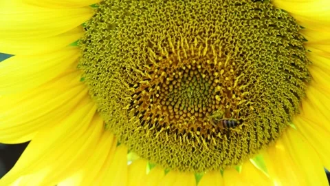 Bee on sunflower Stock Footage 135228150