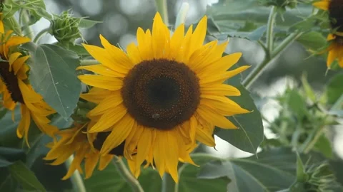 Bee on a Sunflower Stock Footage 136344072