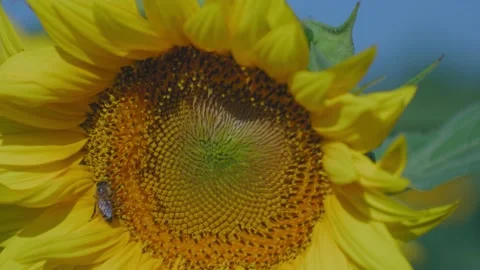 A bee on a sunflower Vídeo Stock 166857527