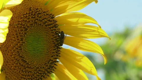 A bee on a sunflower 스톡 동영상 233095333