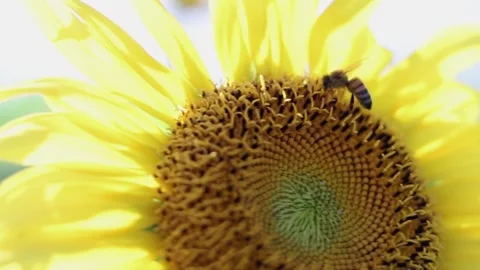 A bee on a sunflower Stock Footage 246569144