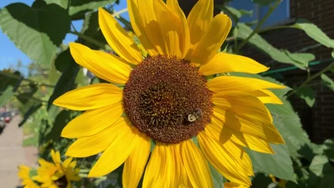 Bee on sunflower Stock Footage 297317859