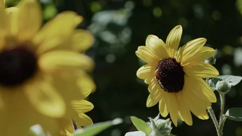 Bee on a Sunflower Stock-Footage 301024434