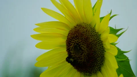 Bee on a sunflower (Front) 스톡 동영상 137259155