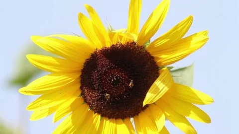 Bee on sunflower in the garden Stockbeeldmateriaal 72904426