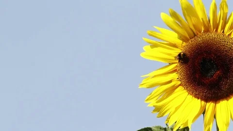 Bee on sunflower in the garden Stockbeeldmateriaal 72904489