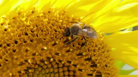 Bee on sunflower macro Video stock 52952527
