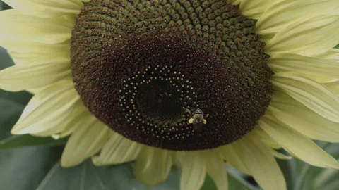 Bee With Sunflower NCG 库存影片 93815881