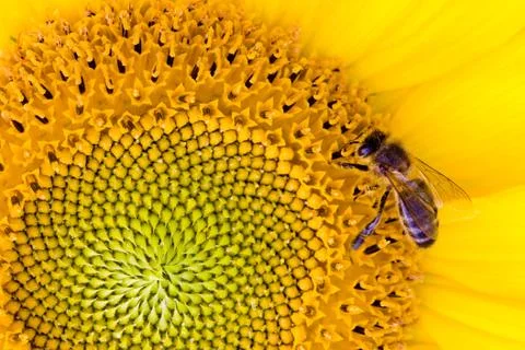 Bee on sunflower Stock Photos