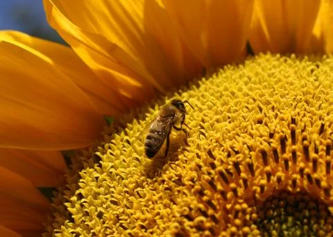 Bee on sunflower Stock Photos