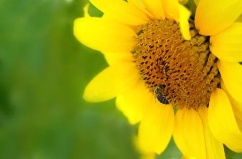 Bee on a sunflower Stock Photos