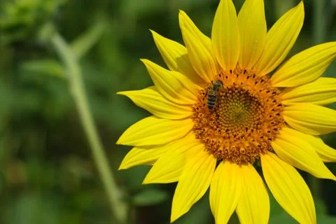 Bee on a sunflower Stock Photos