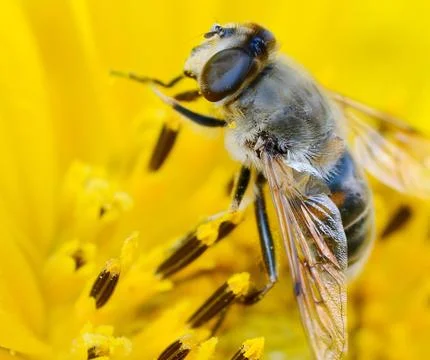 Bee on the sunflower 库存照片