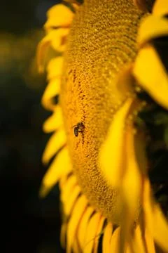 Bee on a sunflower Stock Photos