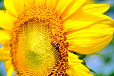 Bee on a sunflower Stock Photos