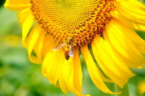 Bee on a sunflower Stock Photos