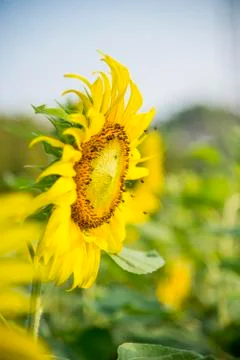 Bee on the sunflower Stock Photos