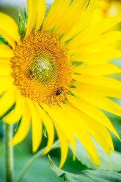 Bee on the sunflower Stock Photos