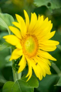 Bee on the sunflower Stock Photos