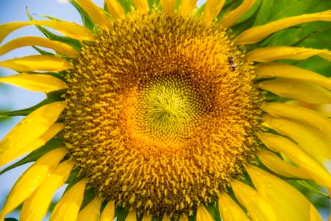 Bee on the sunflower Stock Photos