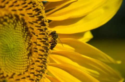 Bee on sunflower Stock Photos