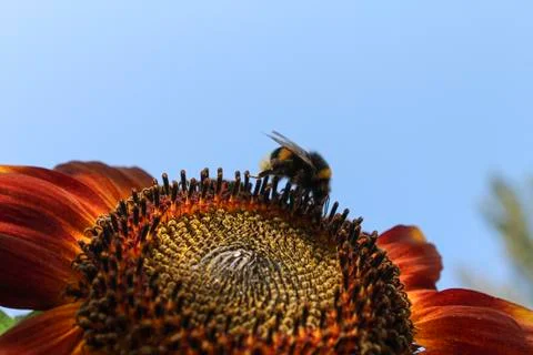 Bee on a sunflower Stock Photos
