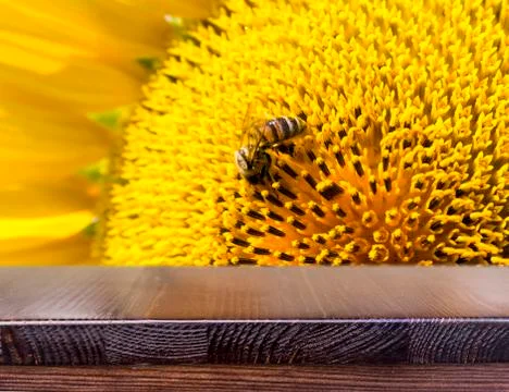 Bee on a sunflower Stock Photos