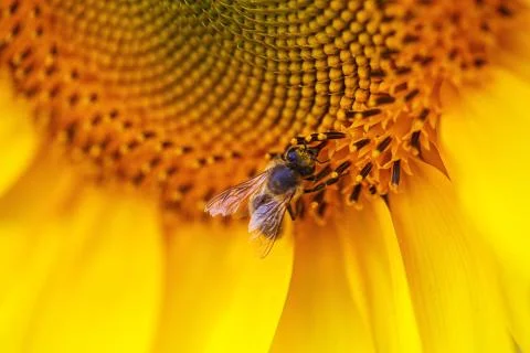 Bee on a sunflower Stock-Fotos