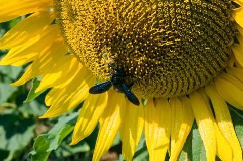 Bee on sunflower Stock Photos