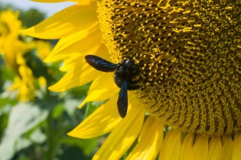 Bee on sunflower Stock Photos
