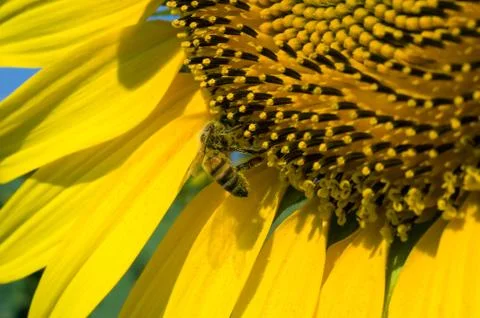 Bee on sunflower Stock Photos