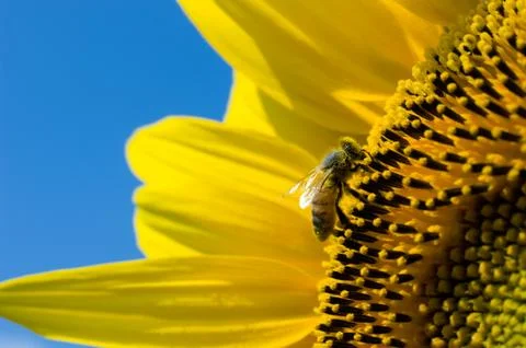 Bee on sunflower Stock Photos