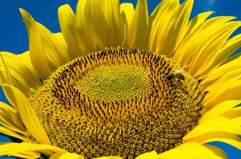 Bee on sunflower Stock Photos